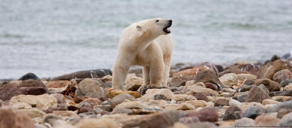 خرس قطبی یک زن و یک پسر را در الاسکا کشت