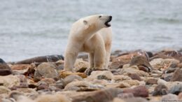 خرس قطبی یک زن و یک پسر را در الاسکا کشت