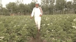 کشاورزان هرات