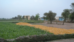 صنعت پیله‌‌وری