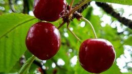 گیلاس پنجشیر به روسیه