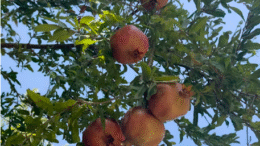 انار