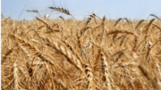 گندم