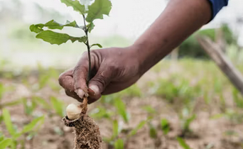 نهال‌کاری بهاری